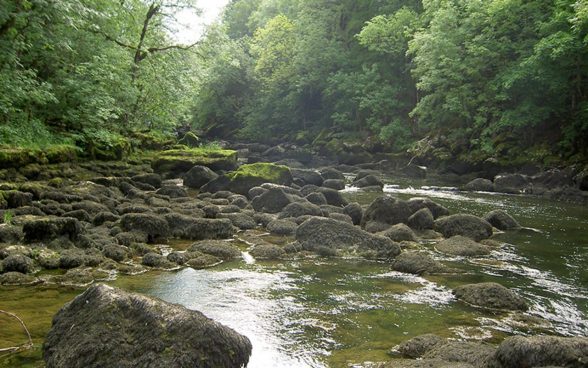 Rocky stream bed in the forest